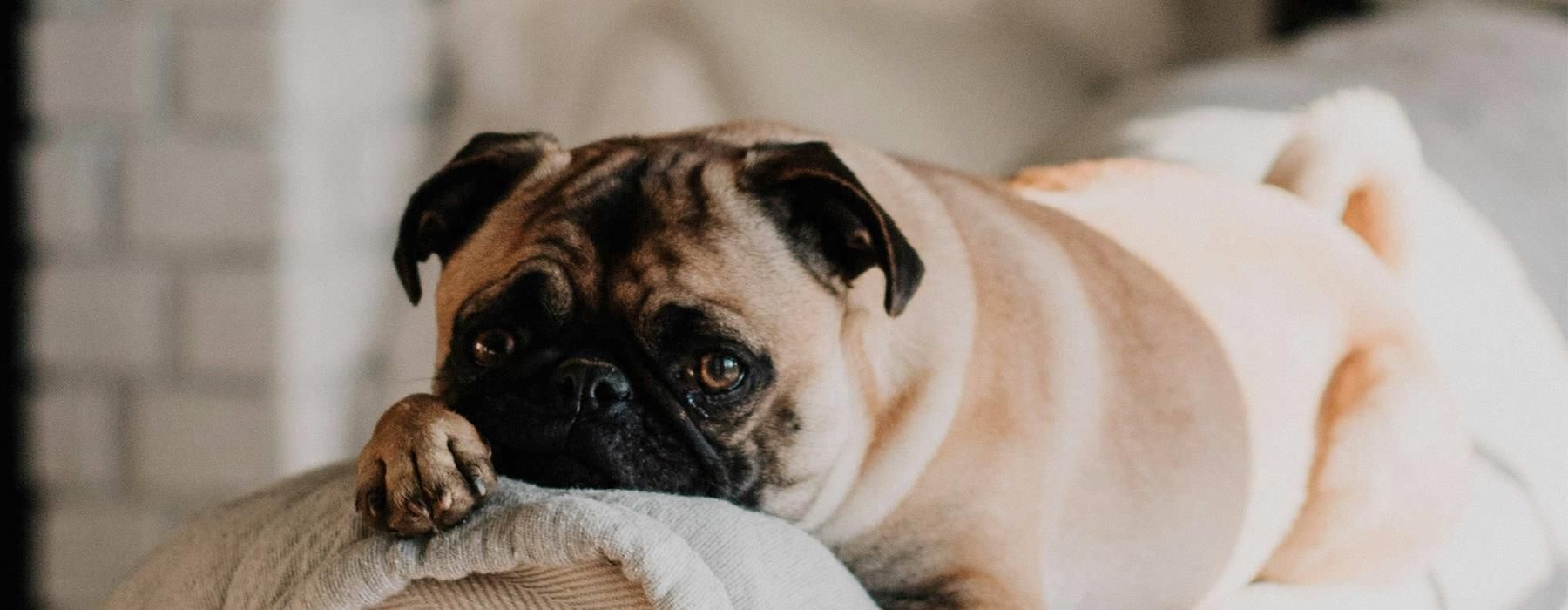a dog lying on a couch